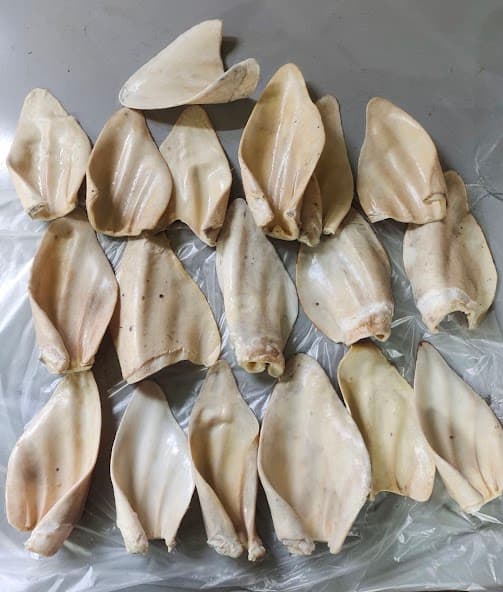 Cow Ears Without Hair