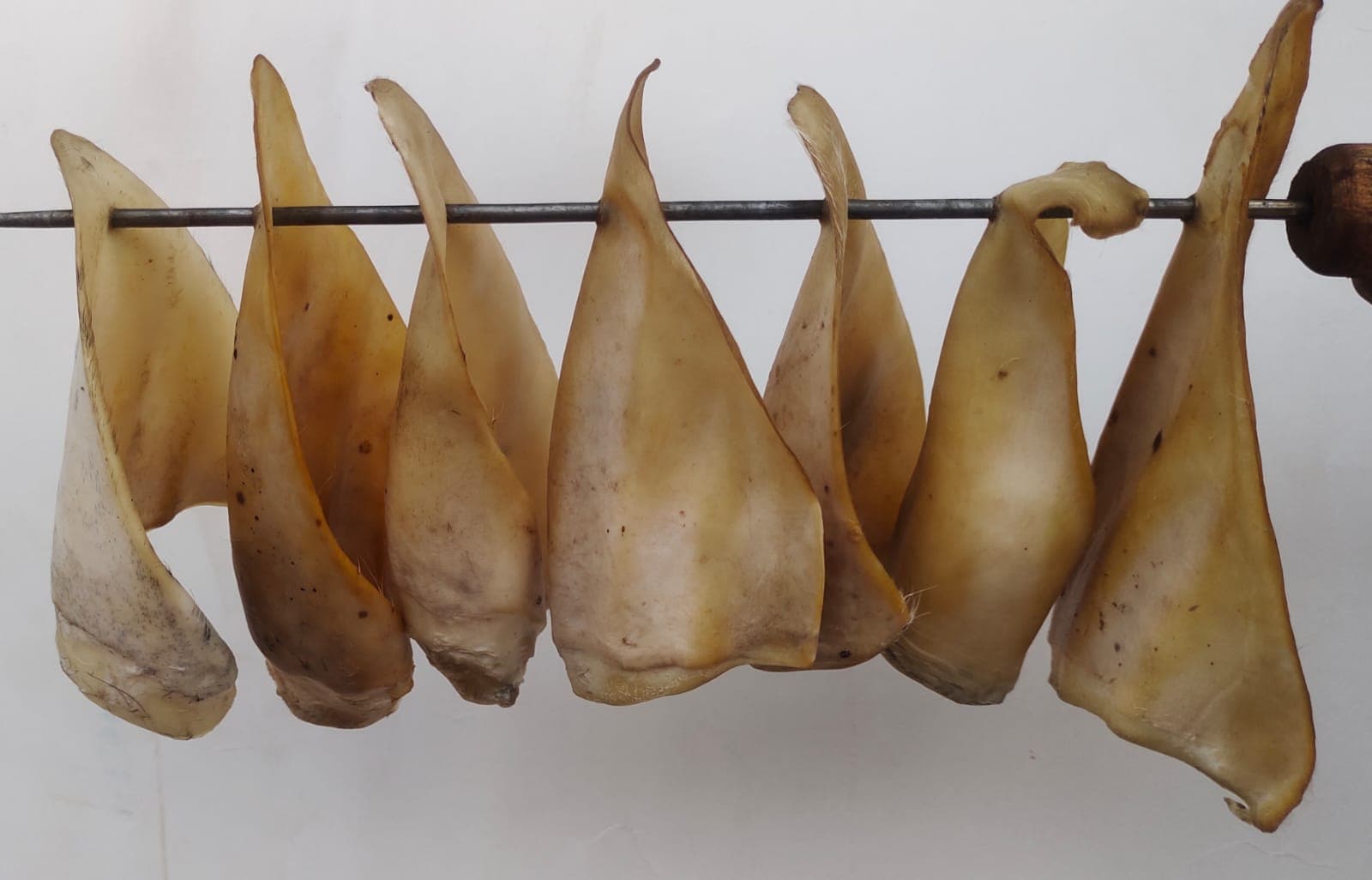 Cow Ears Without Hair